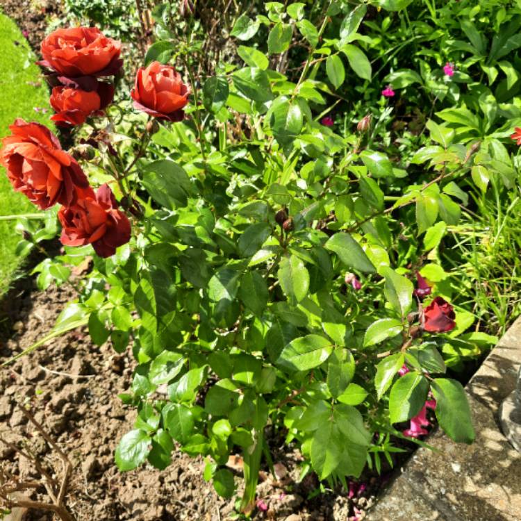 plant image 1723157 plant image 1723157