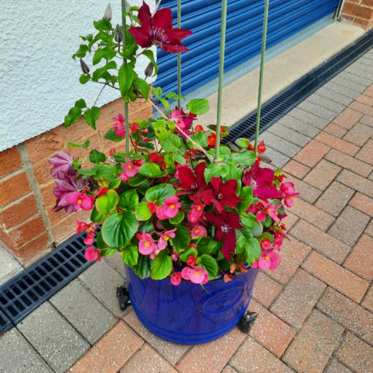 plant image 1723382