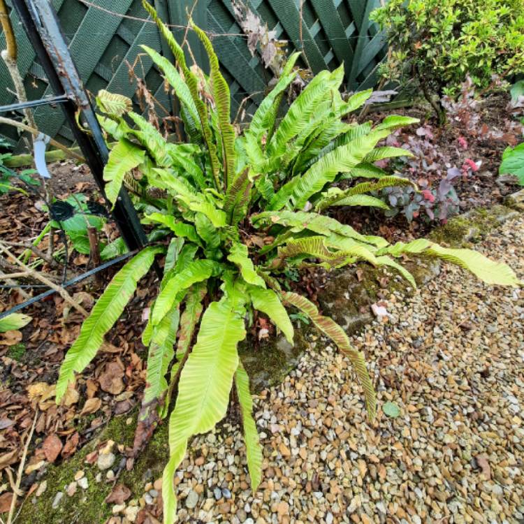 Plant image Asplenium scolopendrium 'Angustifolia'