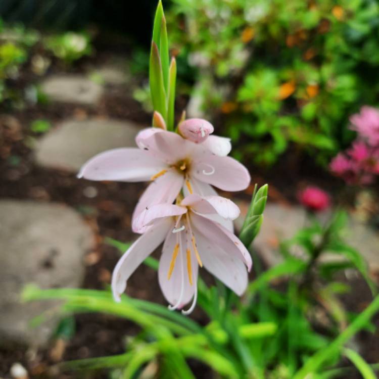 Plant image Hesperantha coccinea 'Jennifer' syn. Schizostylis coccinea 'Jennifer'
