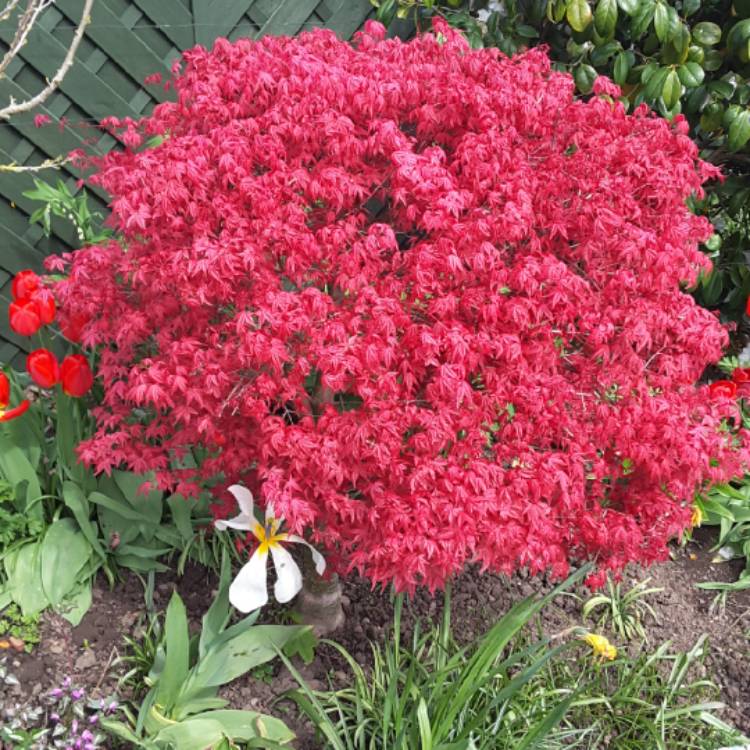 Plant image Acer Palmatum 'Beni-Maiko'