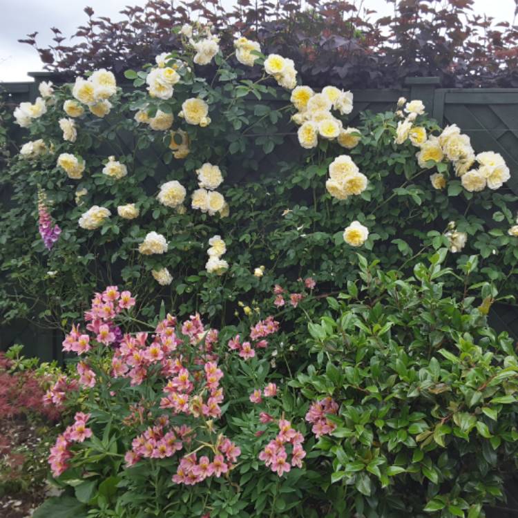 plant image 449210