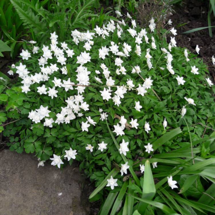 plant image 679665 plant image 679665
