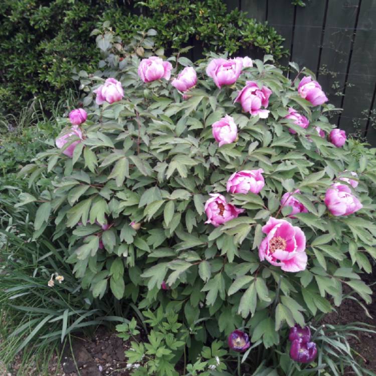 plant image 807973