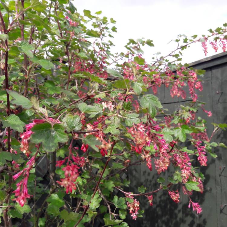 plant image 808040