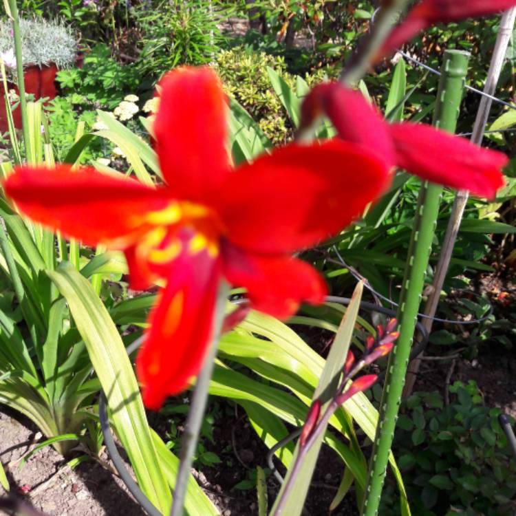 plant image 808098