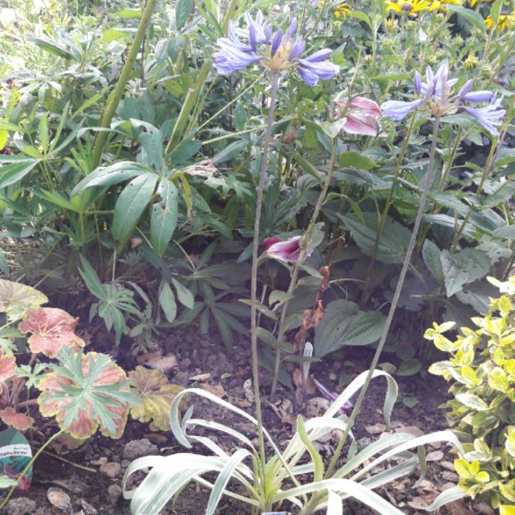 Plant image Agapanthus 'Gold Strike' syn. Agapanthus 'Geagold'
