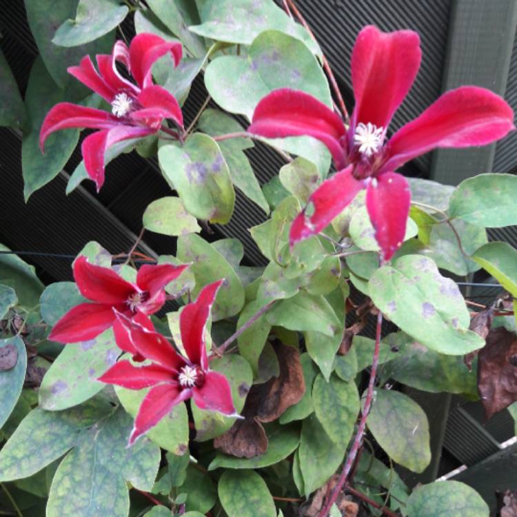 plant image 809576