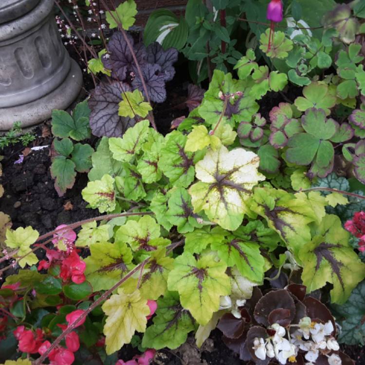 Plant image Heuchera 'Stoplight'