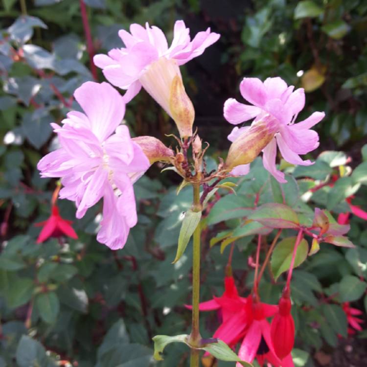 plant image 835977 plant image 835977