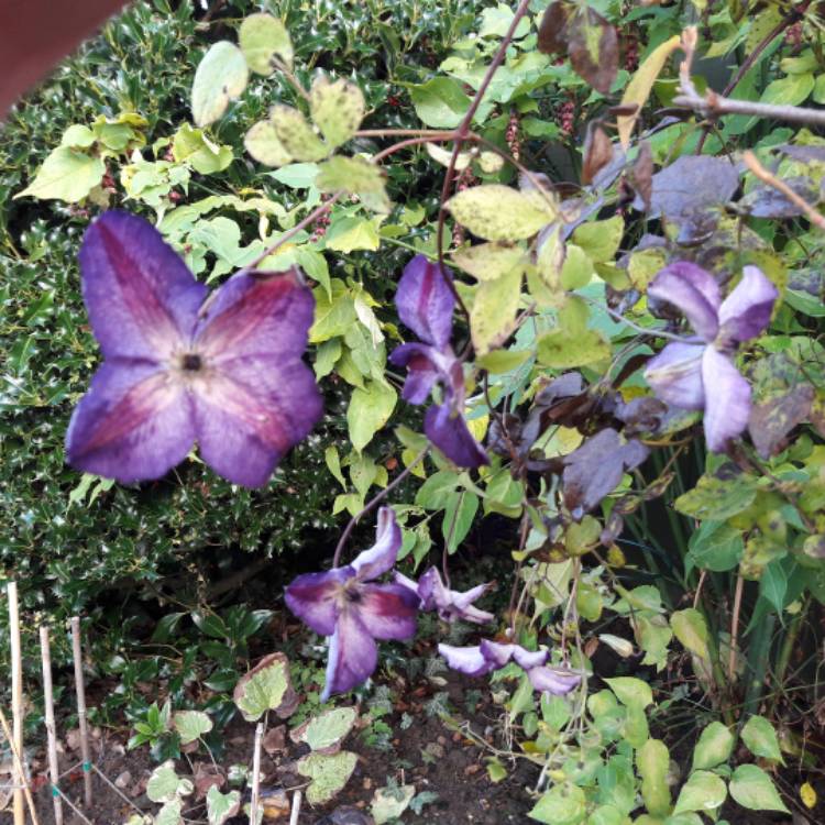plant image 897657