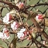 Viburnum x bodnantense