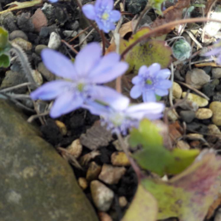 plant image 963136