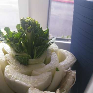 Pak Choi