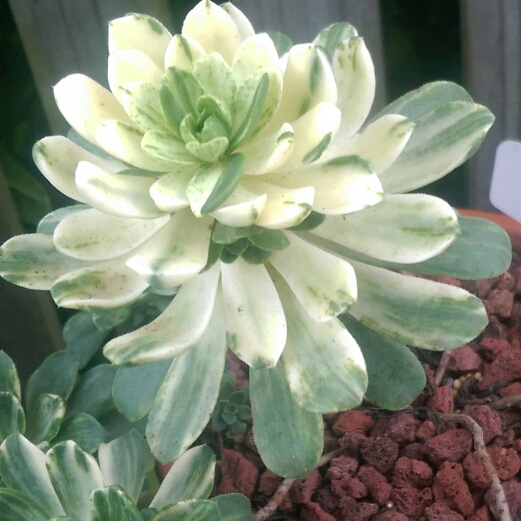 plant image 855735