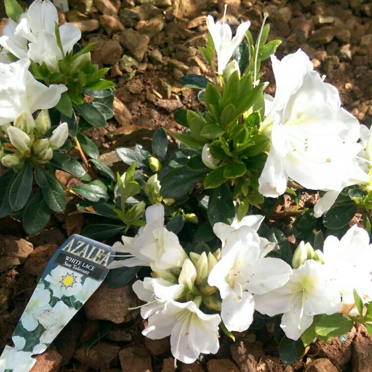 plant image 867271