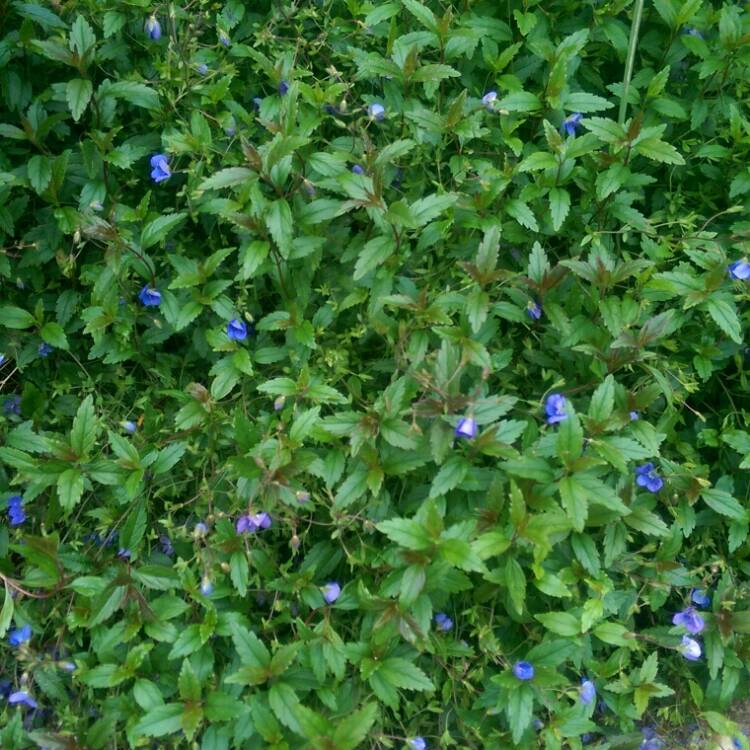 Plant image Veronica peduncularis 'Georgia Blue' syn. Veronica umbrosa 'Georgia Blue', Veronica peduncularis 'Oxford Blue'
