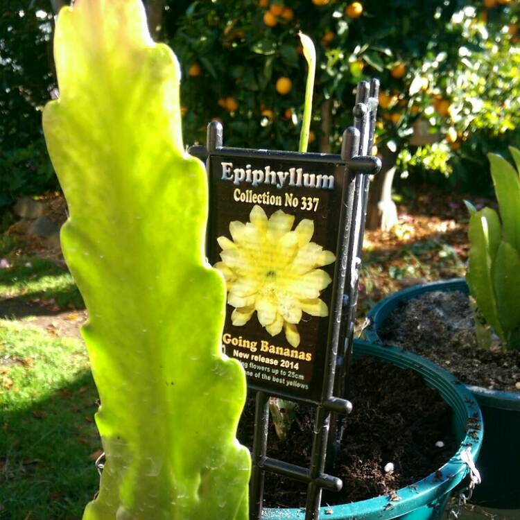 plant image 889535