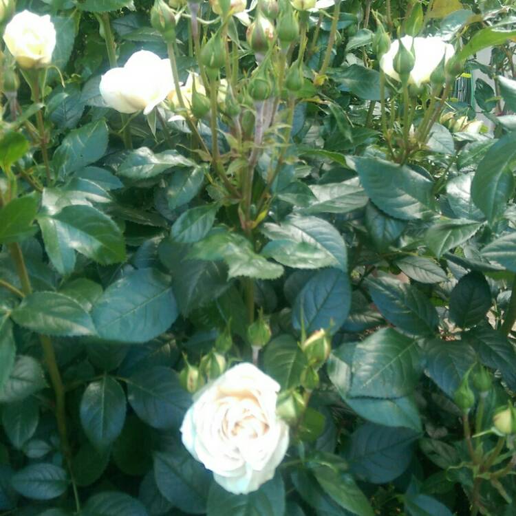 Plant image Rosa 'Lions-Rose'