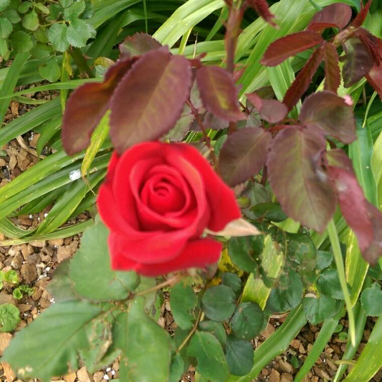Plant image Rosa 'Kardinal'