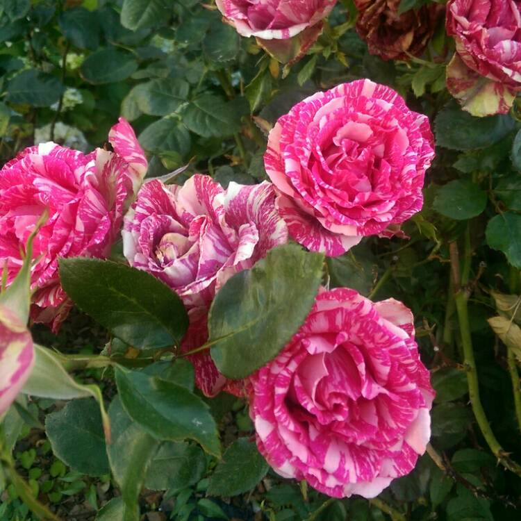 plant image 906401