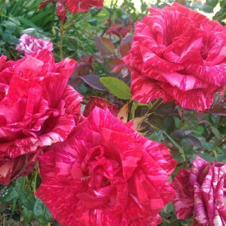 plant image 906402