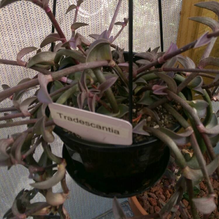 plant image 930048
