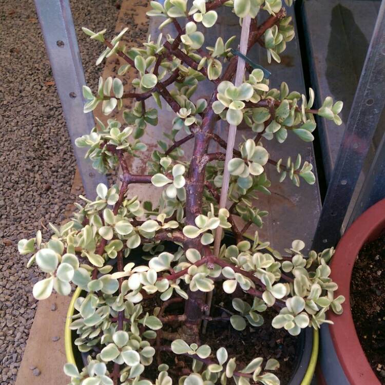plant image 930058