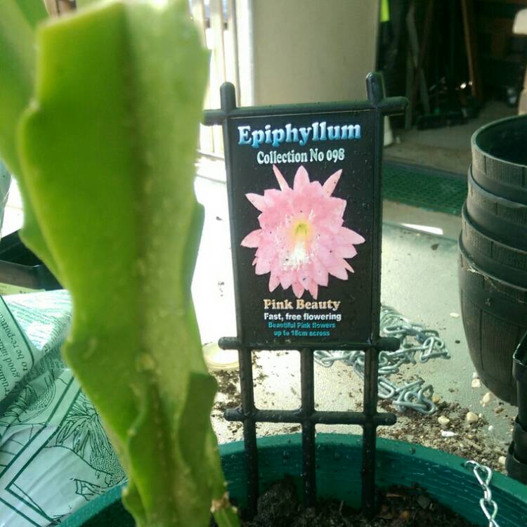 plant image 938625