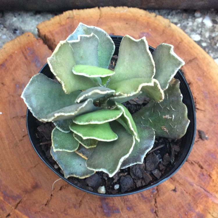 Plant image Kalanchoe rhombopilosa var. rhombopilosa