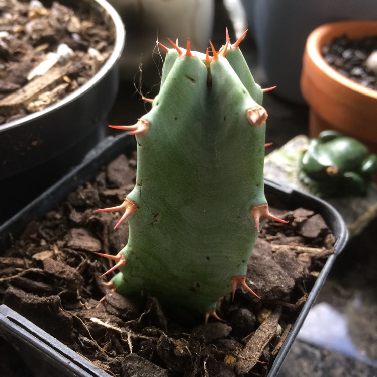 Plant image Euphorbia Resinifera