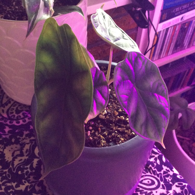 Plant image Alocasia 'Silver Dragon'