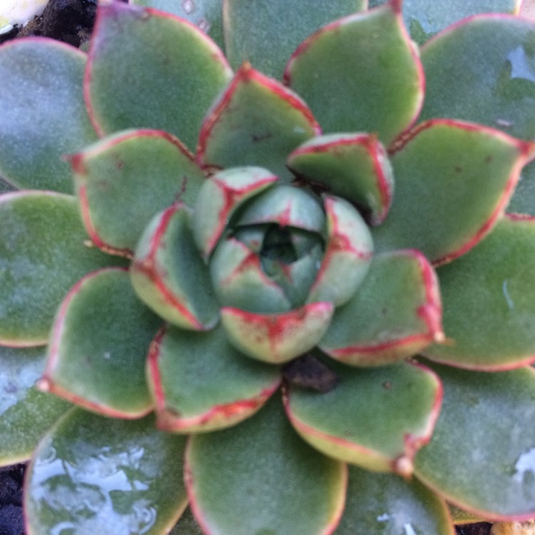 plant image 1096421