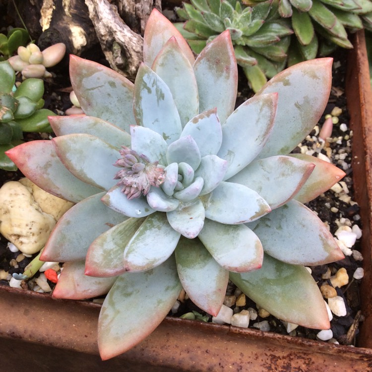 plant image 1099599 plant image 1099599