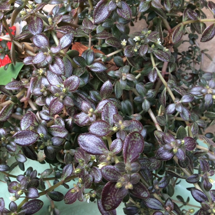 plant image 1099605