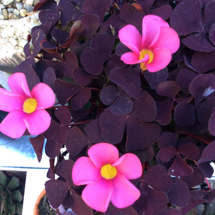 plant image 1150753