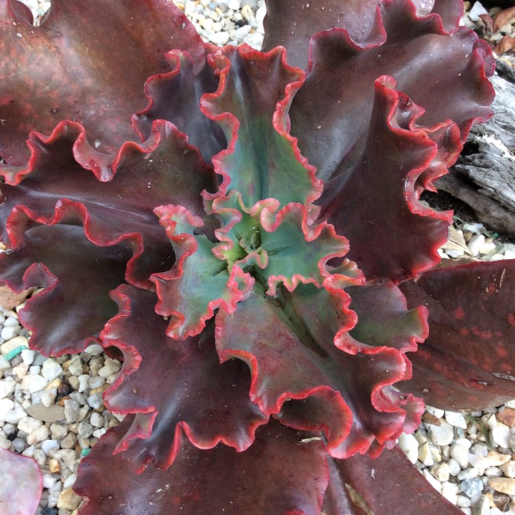 plant image 1168185