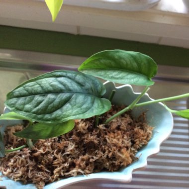 Monstera siltepecana
