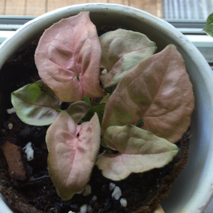 Plant image Syngonium podophyllum 'Pink Allusion'