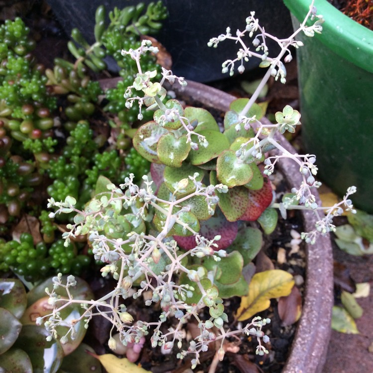 plant image 1195156
