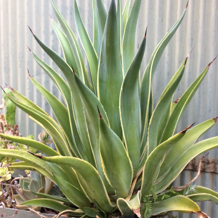 Plant image Agave desmettiana Variegata