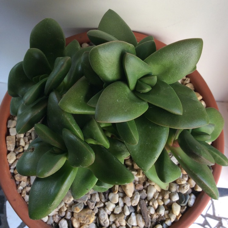 plant image 1216690