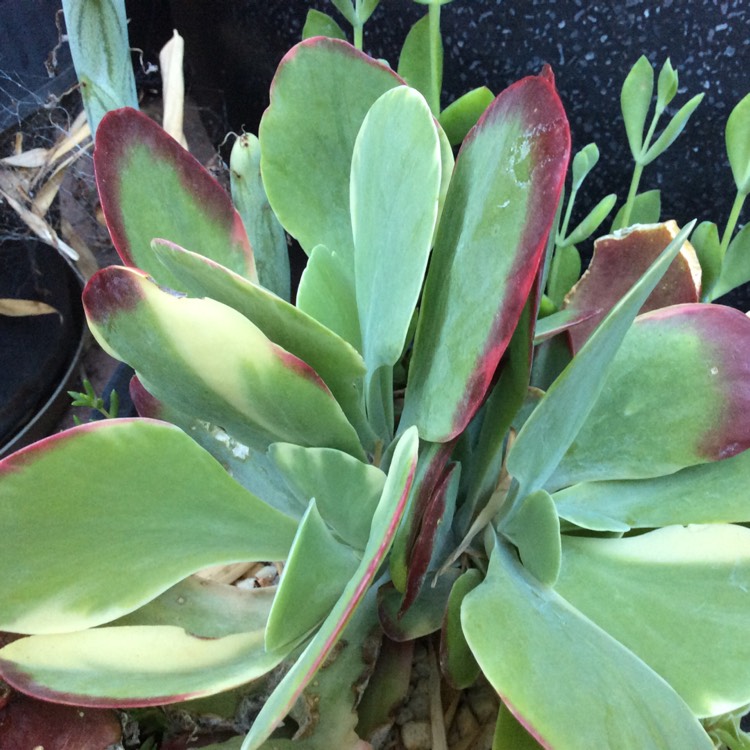 plant image 1216759 plant image 1216759