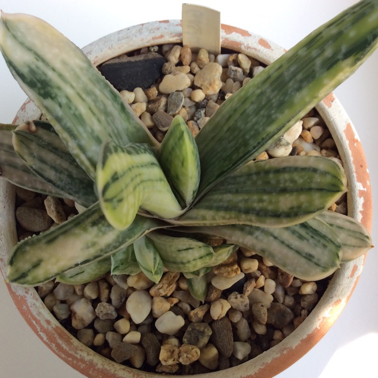 plant image 1216762