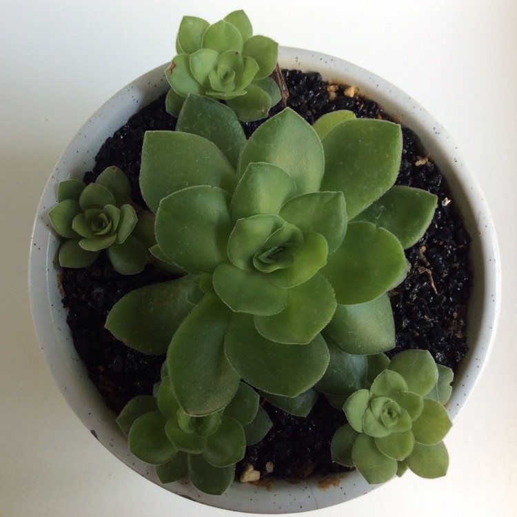 plant image 1216766 plant image 1216766