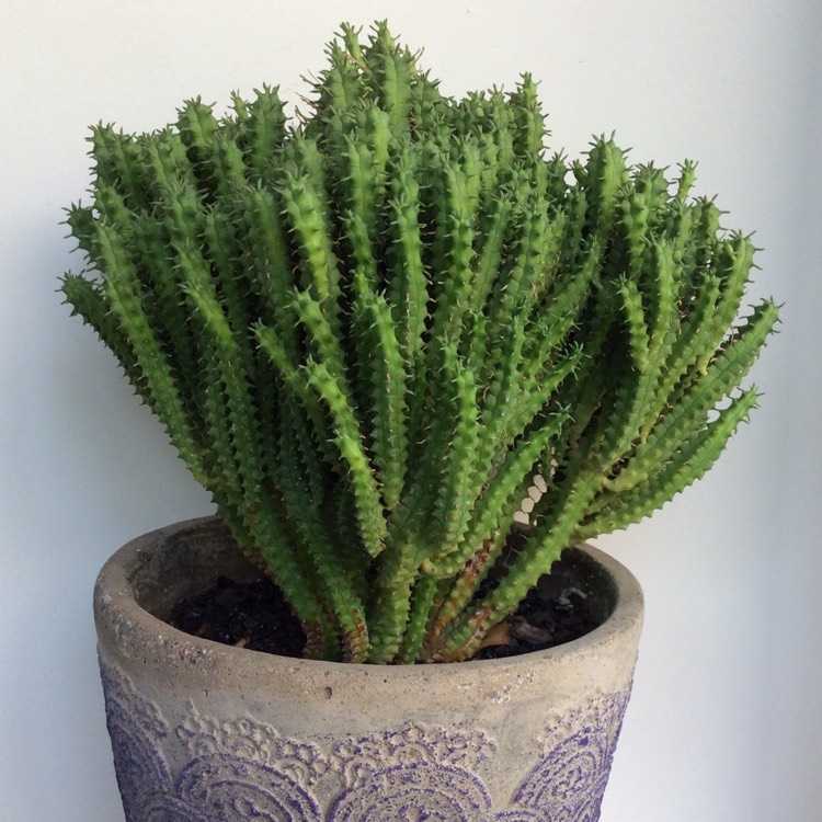 plant image 1216767 plant image 1216767