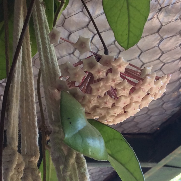 plant image 1228326