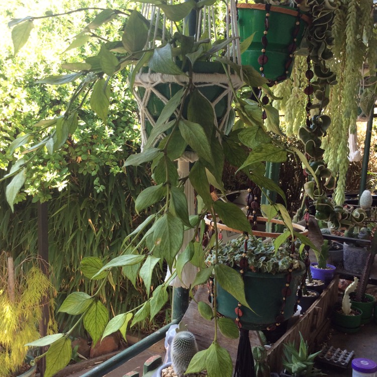 plant image 1228327