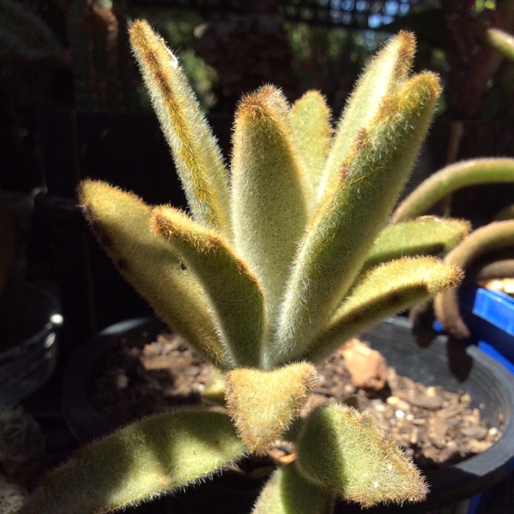 Plant image Kalanchoe Tomentosa Golden Girl