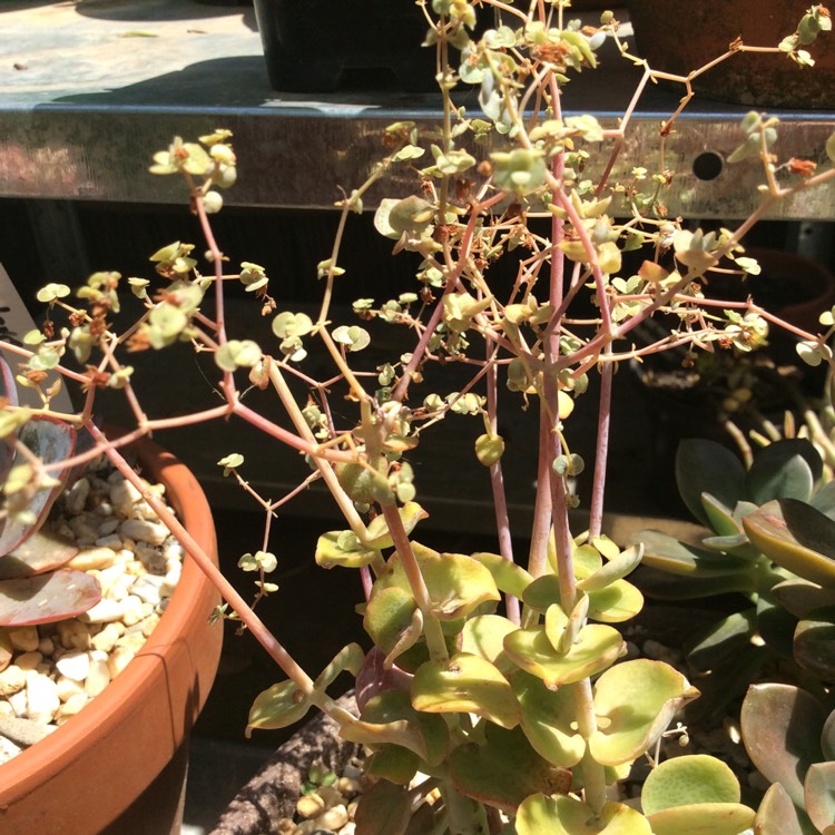plant image 1228341